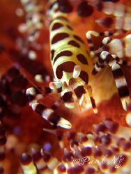 Coleman Shrimp by Paul Ng 